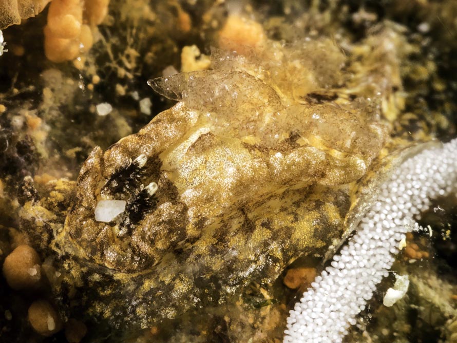 Pelagella sp. A